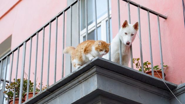 Un perro y un gato en un balcón