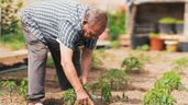 Un anciano en un huerto