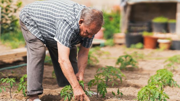 Un anciano en un huerto