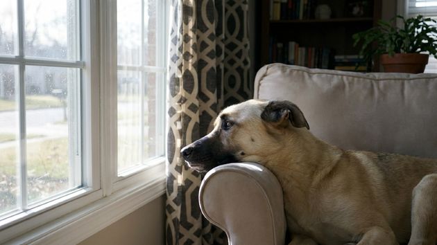 Un perro mira triste por la ventana 
