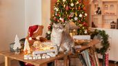 Un gato en casa junto a la decoración navideña