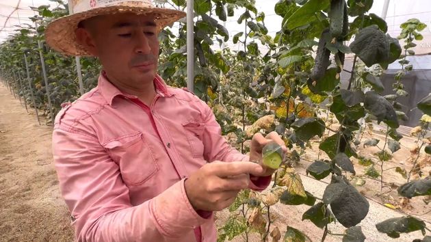 andres agricultor colmbiano en el invernadero
