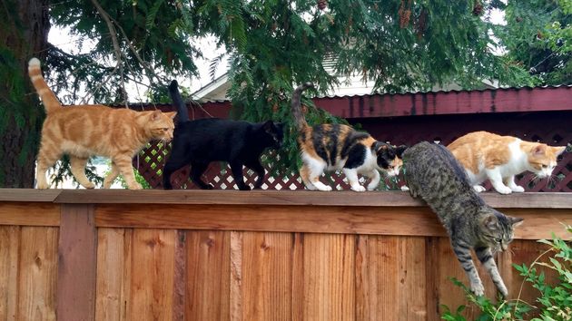 Gatos pasando de un patio a otro