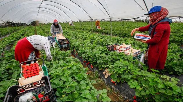 Mujeres trabajando en la campaña de la fresa