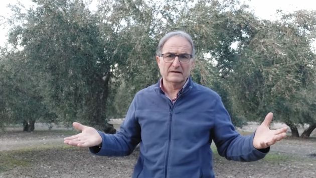 El agricultor delante de unos olivos