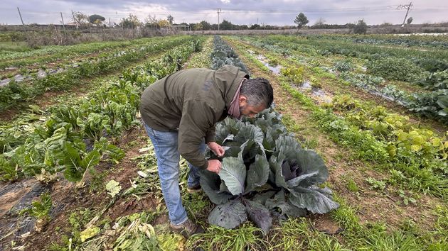 un trabajador del campo recolectando