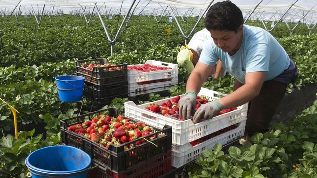 Antonio Cabrera, agricultor