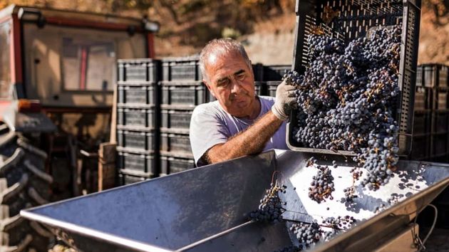 Un trabajador recogiendo vino