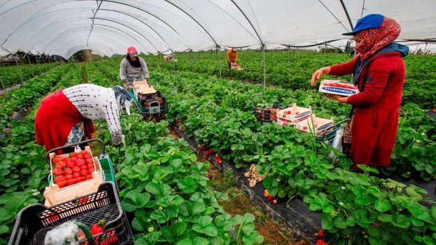 varias trabajadoras de la fresa