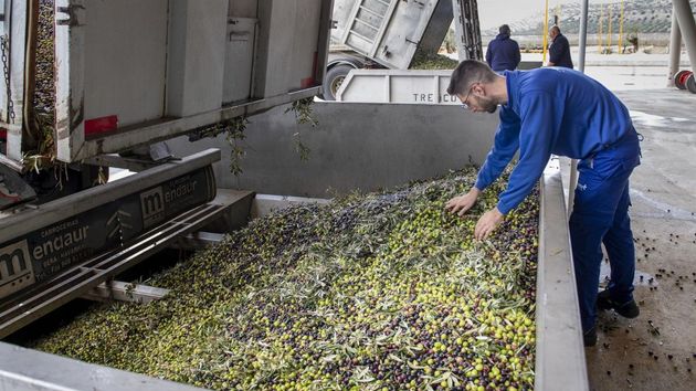un hombre recoge aceituna