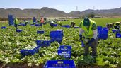 trabajadores en un campo de lechugas
