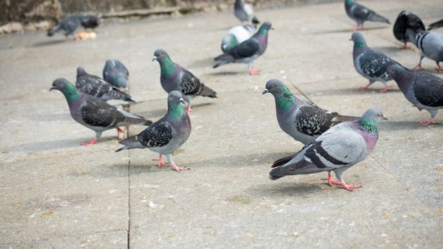 Multas de hasta 2.400 euros por dar de comer a palomas en la vía pública en esta ciudad española