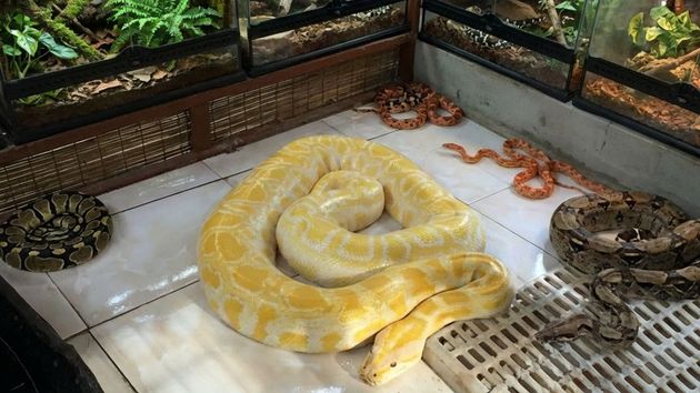 Serpientes en una vivienda 