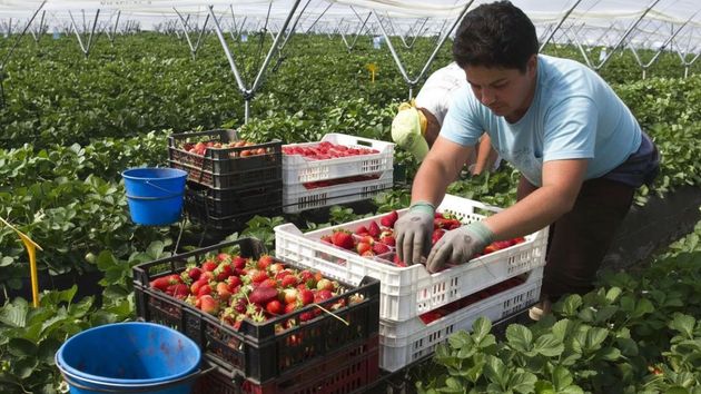 agricultor fresas