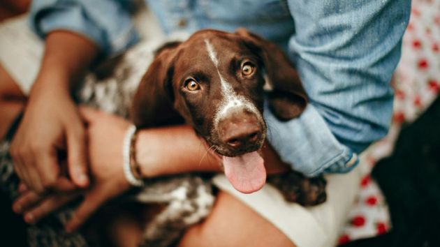 Imagen de una mascota en los brazos de su dueño.