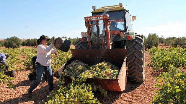 varias personas recogen uves