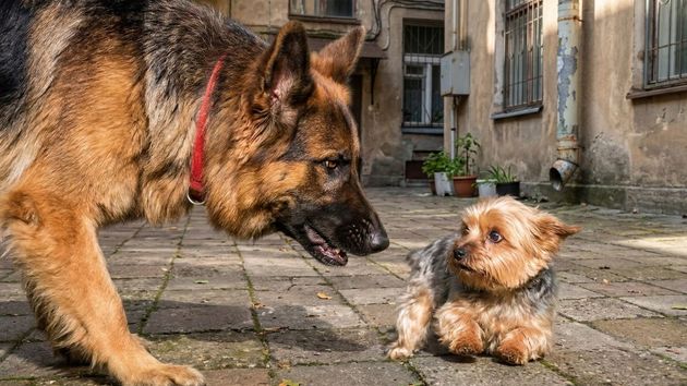 Un pastor alemán con un Yorkshire
