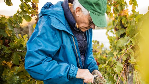 un hombre mayor trabajando en una viña