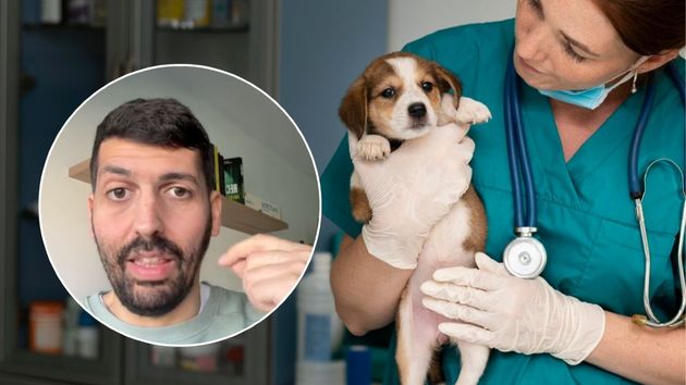 El asesor fiscal detallando la información| Una cachorro en el veterinario.
