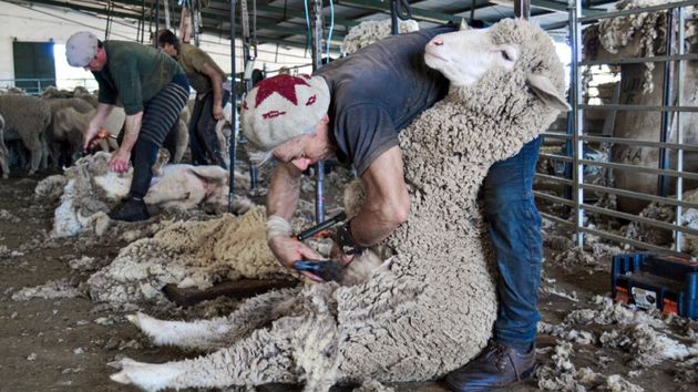Dos ganaderos esquilando ovejas en una granja