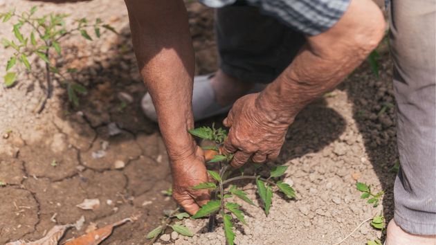 Un anciano cultivando