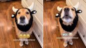 el golden retriever haciendo el sonido de la vaca con un disfraz de vaca