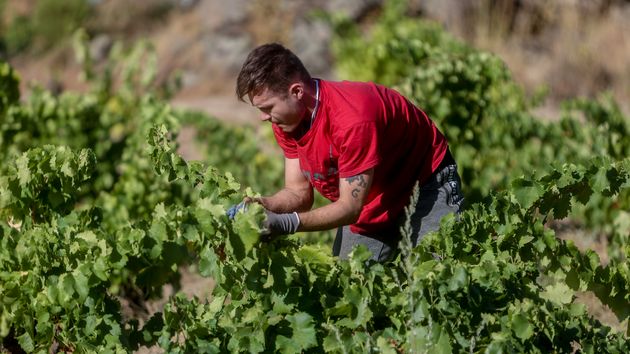 Un trabajador recoge uvas en el campo