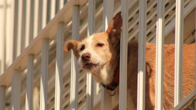 Un perro en un balcón