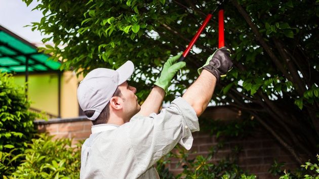 Un hombre podando un árbol