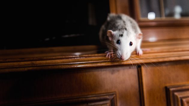 Una rata sobre un mueble 