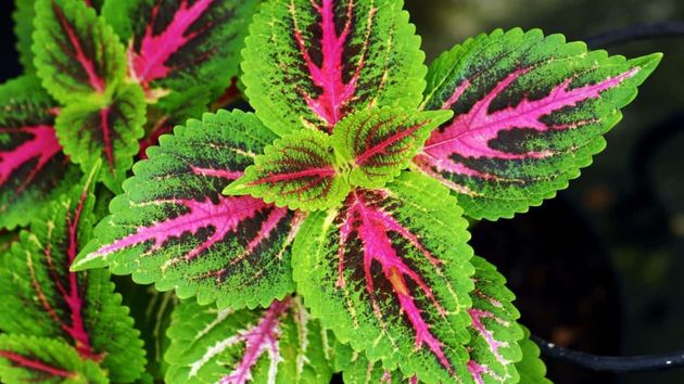 Coleus  o Ortiga de llama