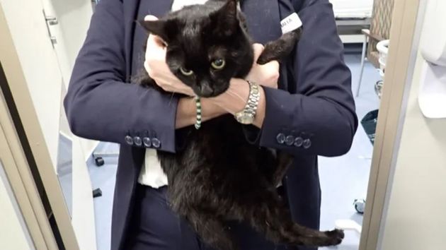  Una imagen de la gata rescatada