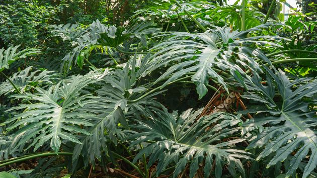 Philodendron selloum