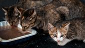 Gatos con comida