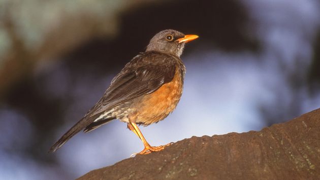 Fieldfare (Turdus pilaris) Sentado en una rama de un cerezo.
