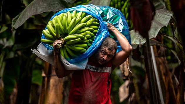 Un agricultor de plátanos.