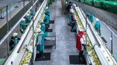 Mujeres trabajando en una empresa hortofrutícola