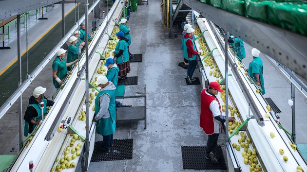 Mujeres trabajando en una empresa hortofrutícola
