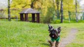 Perro en un parque