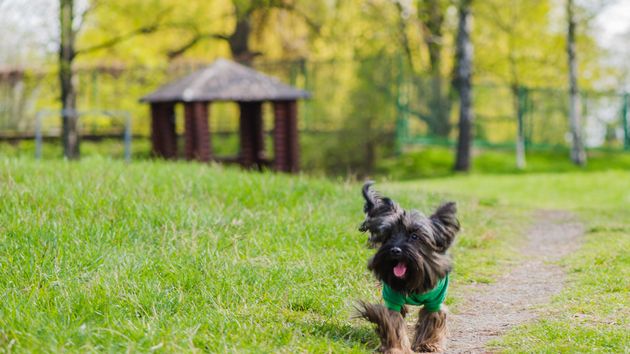 Perro en un parque