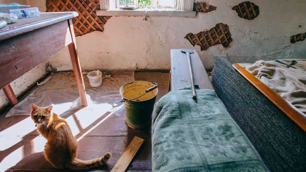 Un gato en un dormitorio destrozado