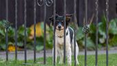 Perro en una verja de una finca privada