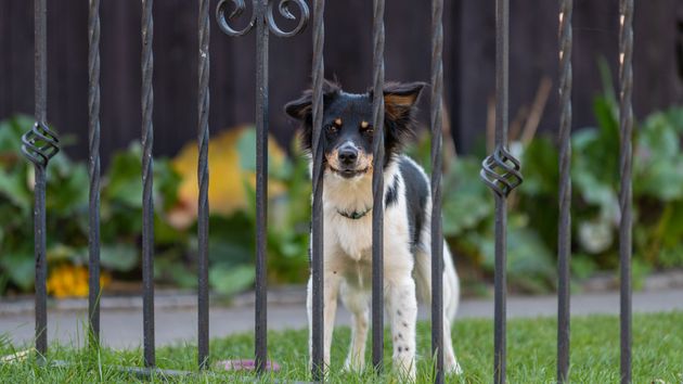Perro en una verja de una finca privada
