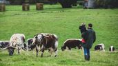 un padre con su hijo y unas vacas