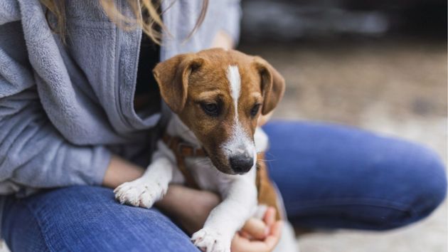 Perro con un humano