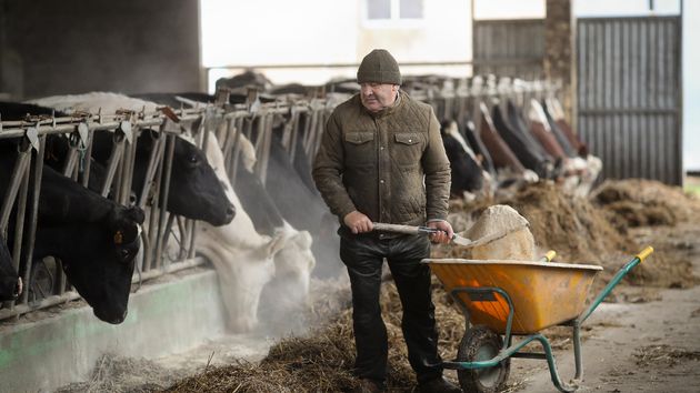 un ganadero echando de comer a sus vacas