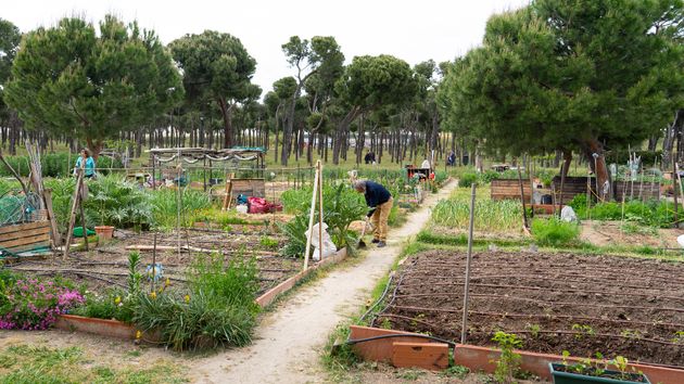 Un huerto comunitario