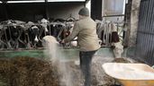 Un trabajador dando de comer a las vacas en una explotacion ganadera