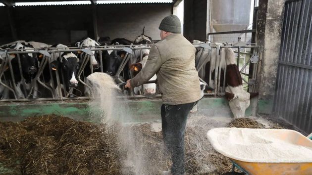 Un trabajador dando de comer a las vacas en una explotacion ganadera