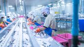 Una trabajadora aleatoria en una fábrica trabajando con pescado congelado